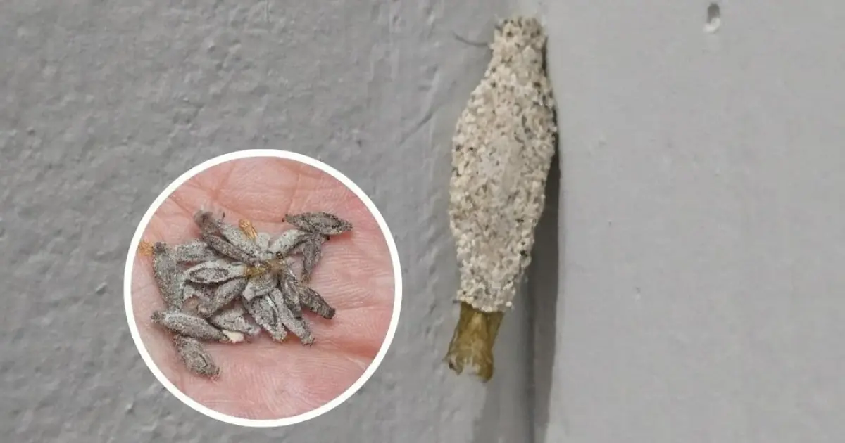 Ever Seen This Creepy Wall-Clinging Moth? Meet the Kamitetep