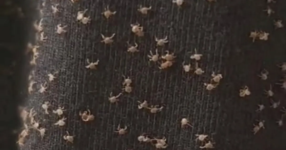 These were all over my pant leg during a walk today — I have no idea how they got there. What are they