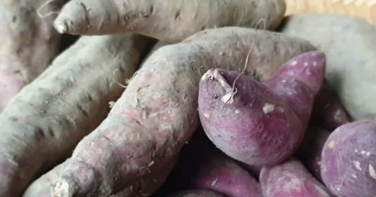 One Boiled Sweet Potato Every Day for 30 Days — The Changes I Noticed Surprised Me