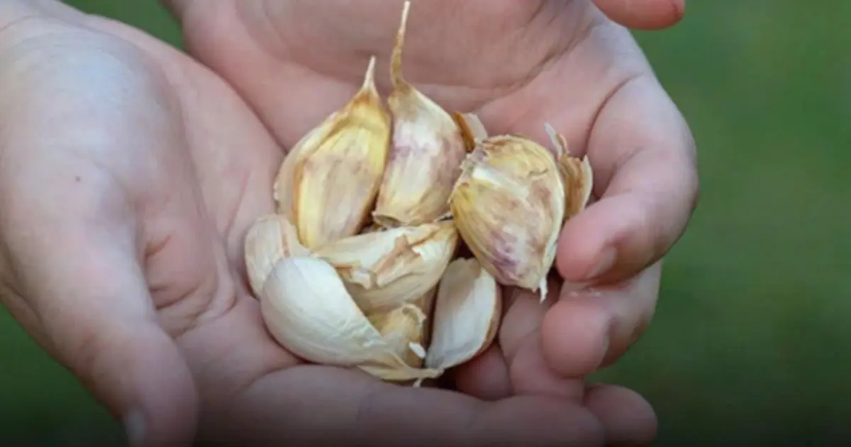 Eating garlic at night may support heart health and blood circulation.