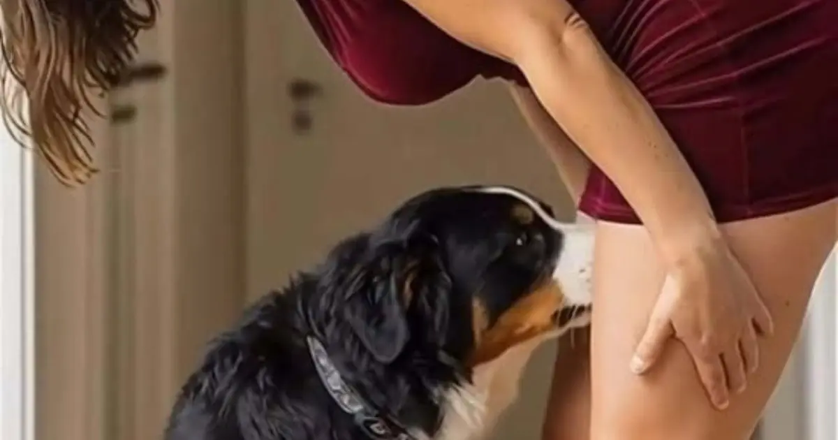 If your dog is sniffing your gen!tal area, it means you have… See below