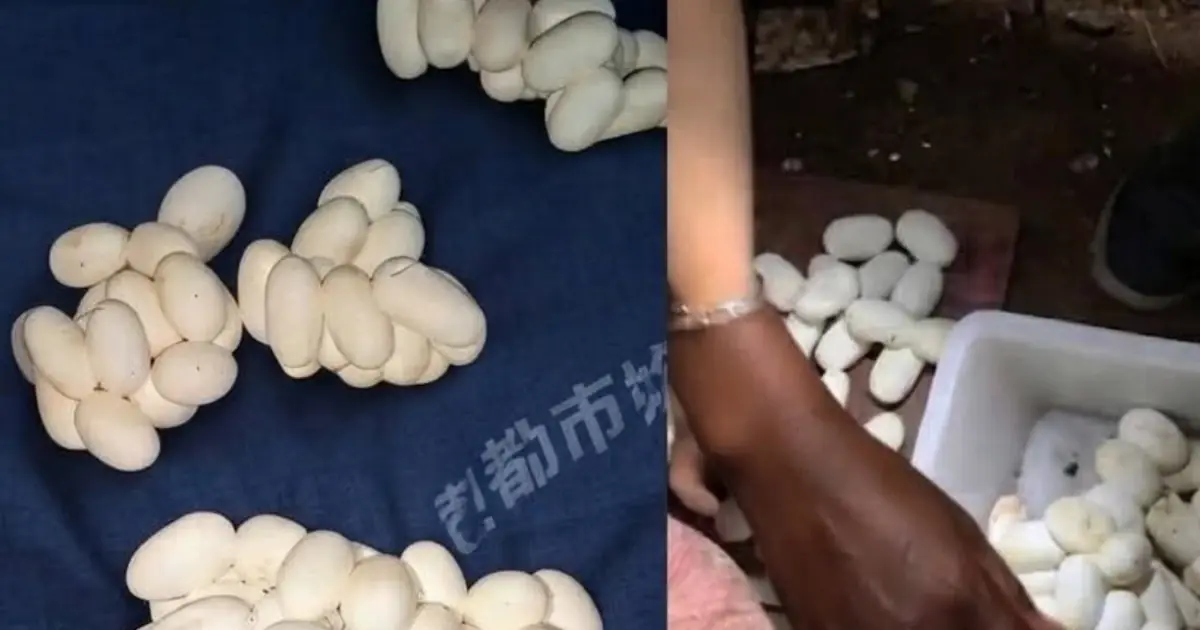 He Left Home for 6 Months — Then Found 100+ Eggs Covering His Bed. What Had Laid Them Was Even More Shocking…
