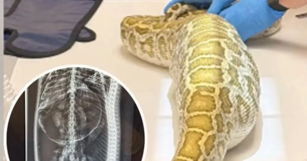Massive Python With Swollen Belly Found Under Family’s Shed — X-Ray Reveals Its Last Meal