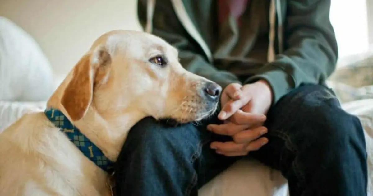Ever Wonder Why Your Dog Sniffs Your Private Areas? Here’s the Science Behind It