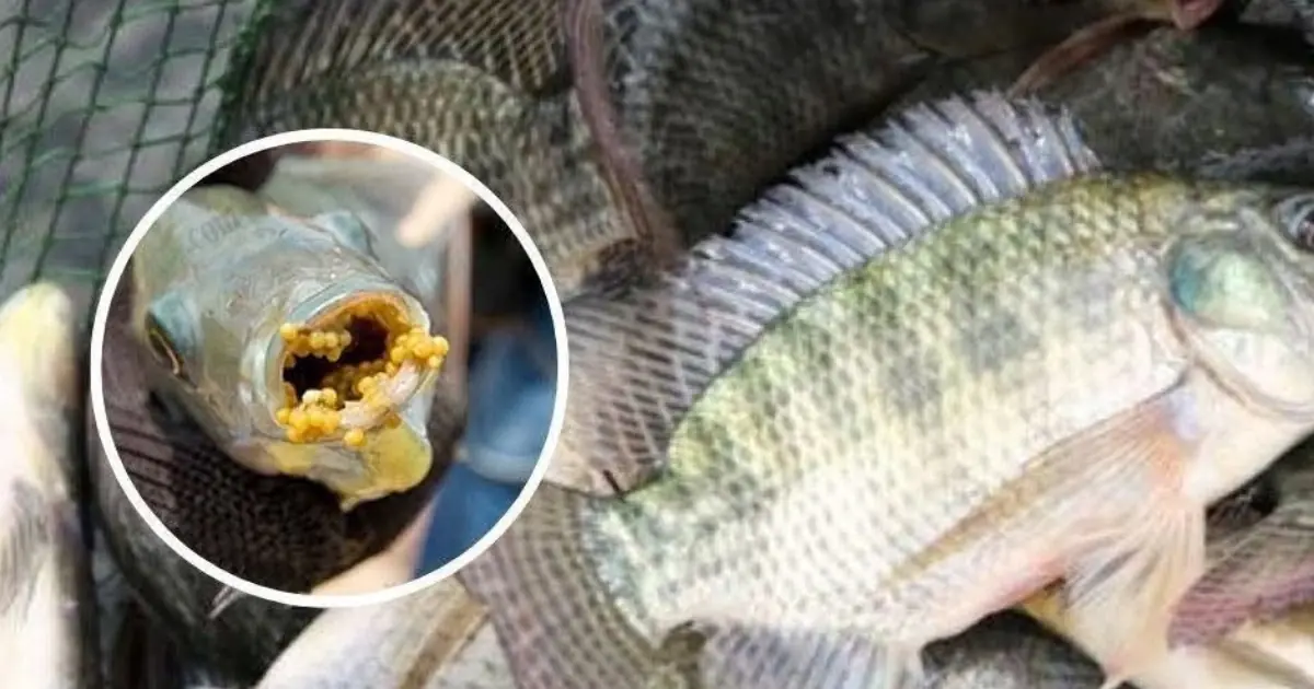 Still eating tilapia? You might want to think twice.