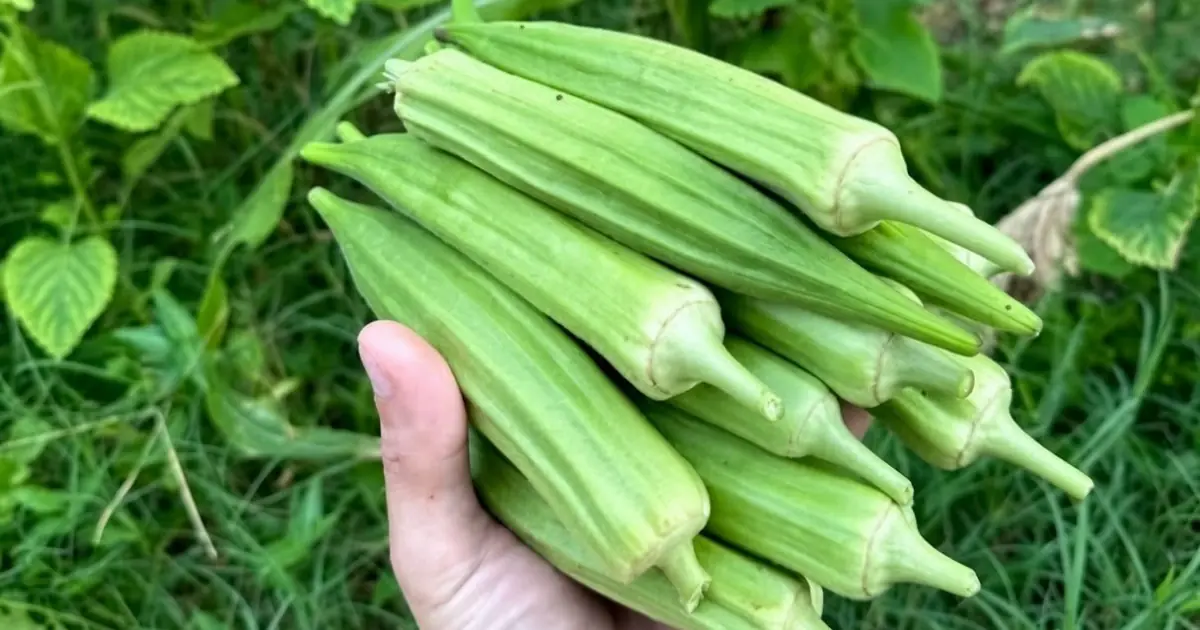 Doctors Reveal What May Happen When You Eat Okra Regularly