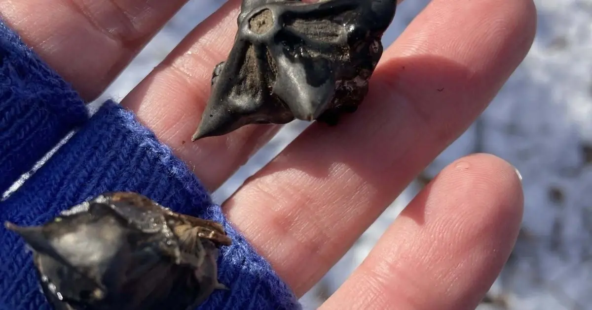 My neighbor gave me a bag of these… anyone know what they are?