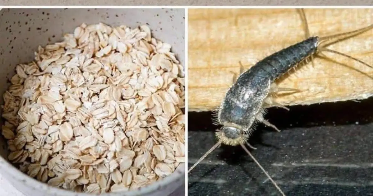 Found Silverfish in Your Home? Here’s Why You Shouldn’t Ignore Them