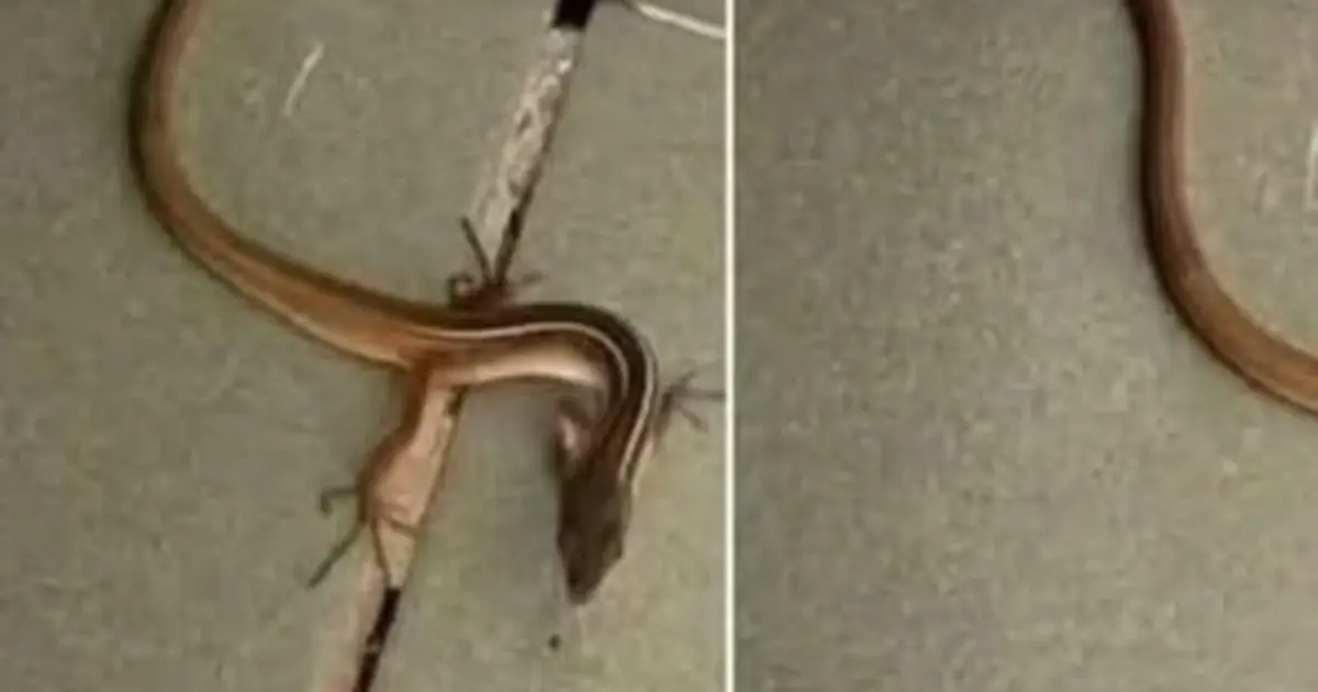 When this snake enters your house, it means you have... see more