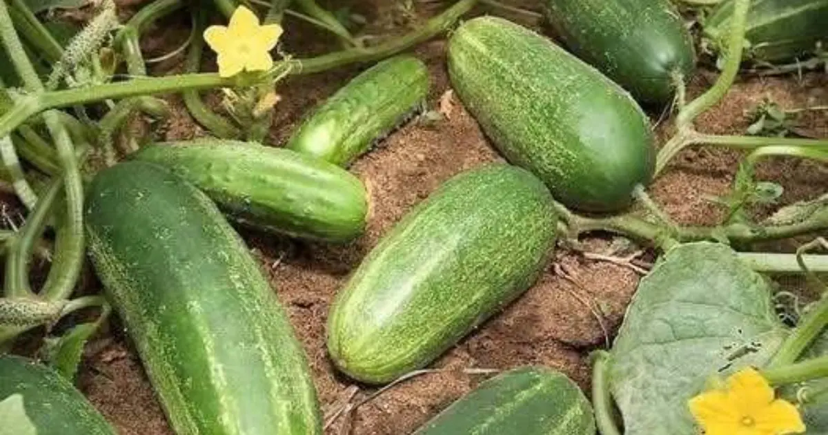 Doctors reveal that eating cucumbers causes...