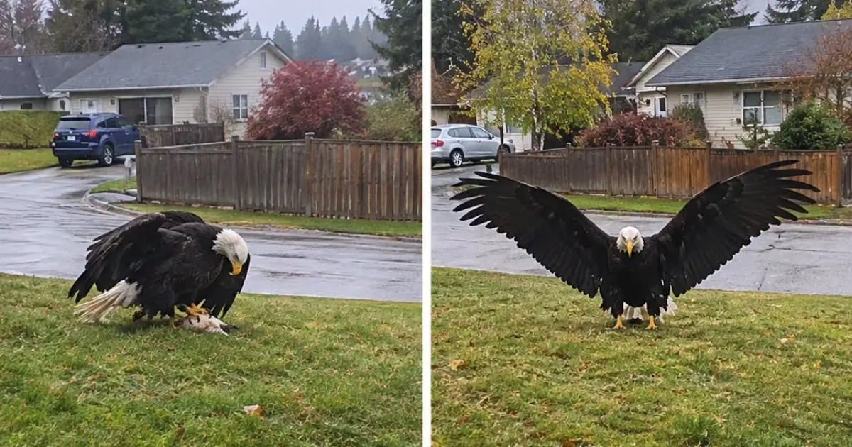 Massive Eagle caught in Bro… discover more..