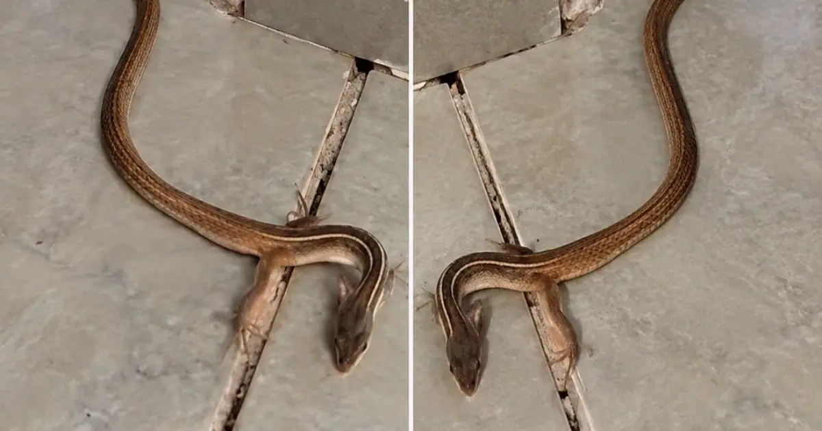 When a Snake Enters Your Home: What It Really Means and What You Should Do