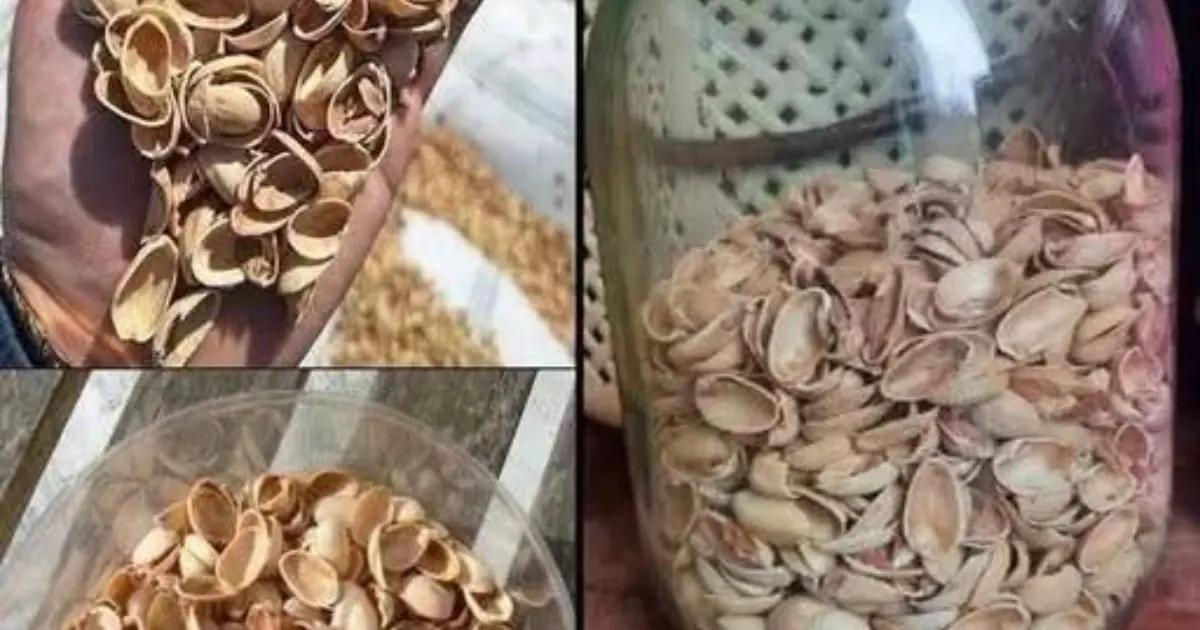 Most people throw away pistachio shells without knowing how valuable they are...
