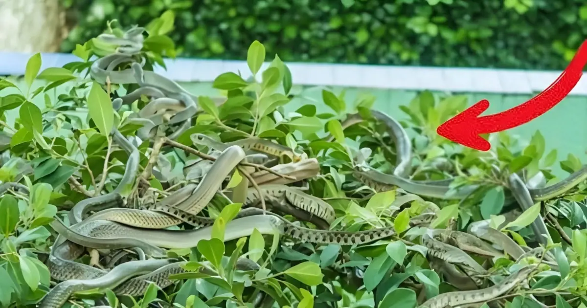 Plants that should not be planted around the house because they attract snakes, everyone needs to know to avoid them