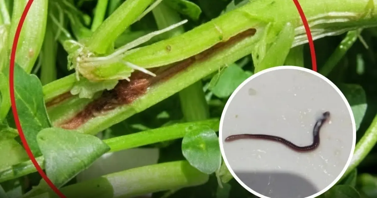 The No. 1 Vegetable Most Likely to Carry Parasites — A Popular Choice Eaten Raw, but It May Pose a Risk of Parasites Reaching the Brain