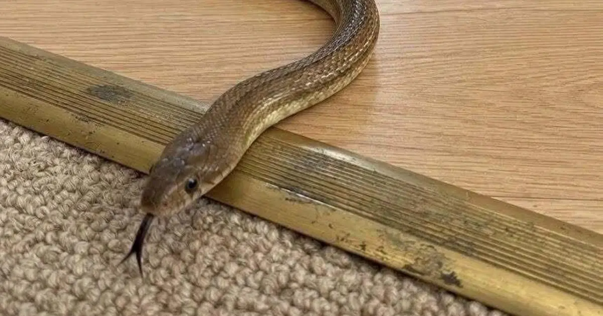 Found a Snake in Your House? Here’s What to Do Without Panicking