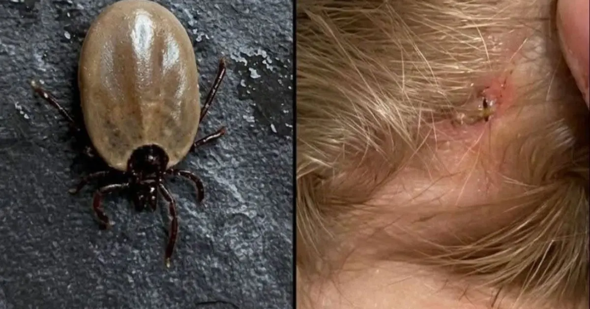 What Kind of Insect Is This? A Parent’s Discovery Sparks Concern