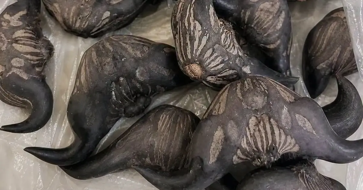 My neighbor gave me a bag of these. Anyone know what they are? How are you supposed to eat them?