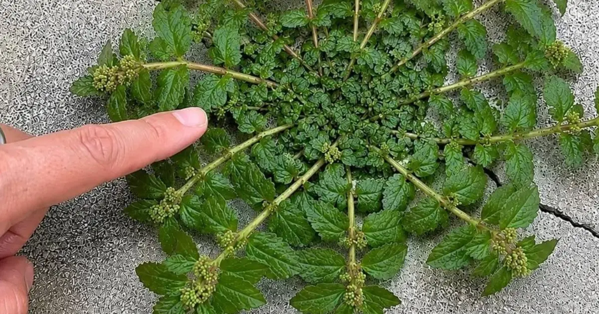 Just one leaf of this plant is worth a gold mine!