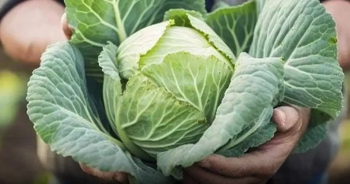 While Cabbage Is Nutritious, Some People May Need to Eat It With Caution