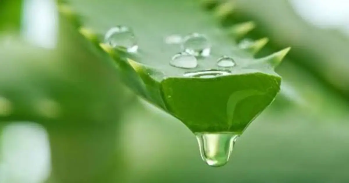 10 Practical Ways to Use Aloe Vera at Home - From Skin Care to More