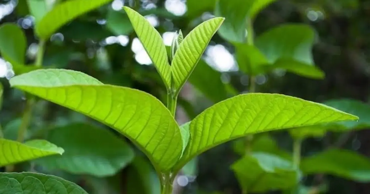 Have You Ever Used Guava Leaves? Their Potential Health Benefits May Surprise You
