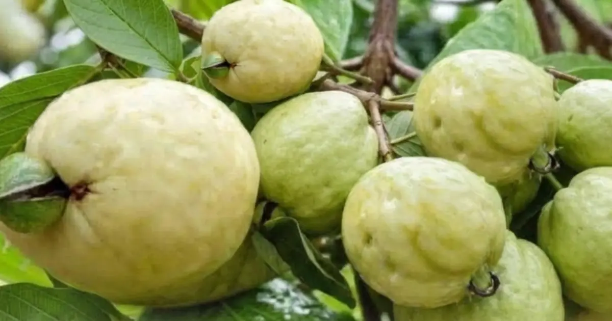 This Sweet Fruit May Be a Smart Choice for Supporting Healthy Blood Sugar Levels