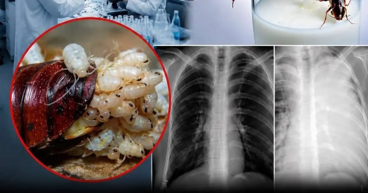 Cockroach Milk: Could an Unusual Discovery Become the Food of the Future?