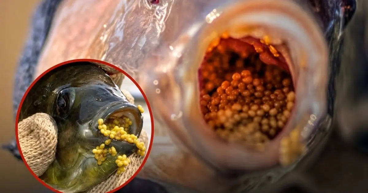 Many People Eat Red Tilapia Every Week But Few Know The Hidden Risks Experts Are Warning About…