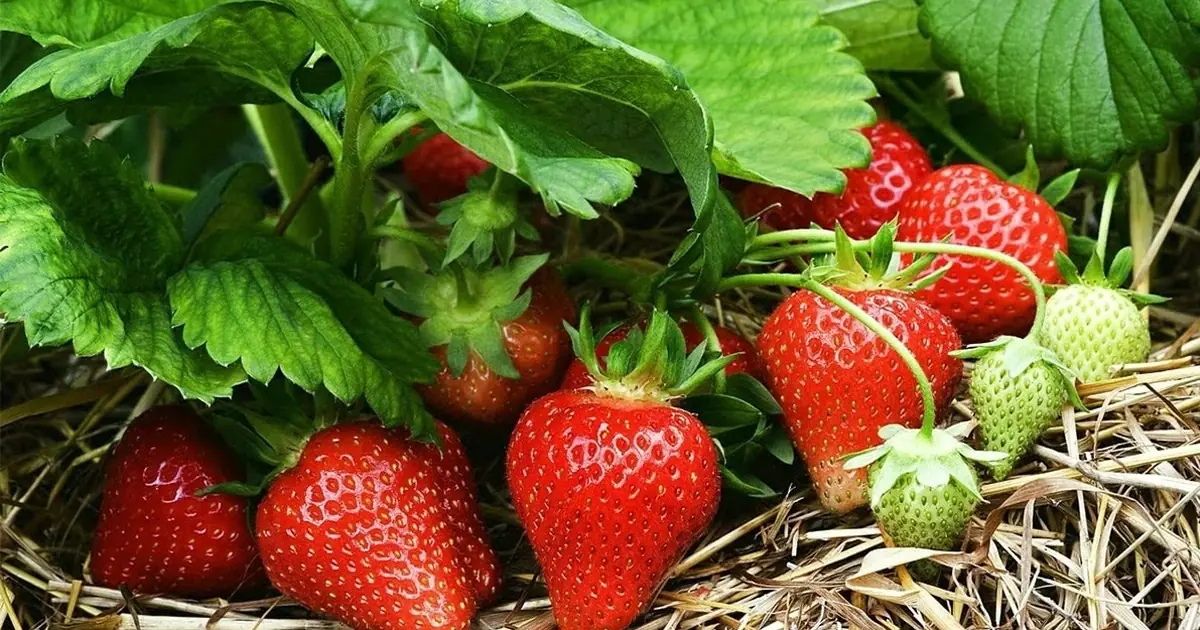 I Tried the Salt Water Strawberry Trick - Here’s What I Discovered