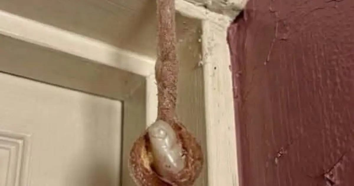 The Hidden Architect: Discovering a Mud Dauber Nest in a Hotel Room (And Why It's a Moment of Wonder, Not Fear)