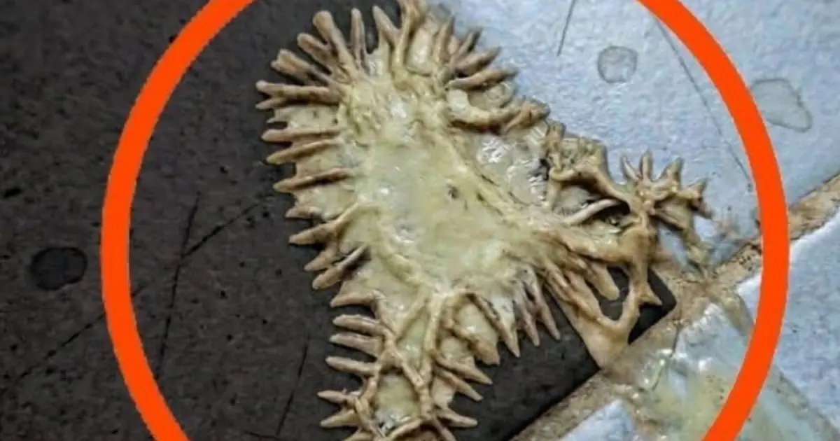 I found this in my girlfriend’s bathroom. We've been looking at it for an hour now and still can't figure out what it is. Does anyone know what it is?