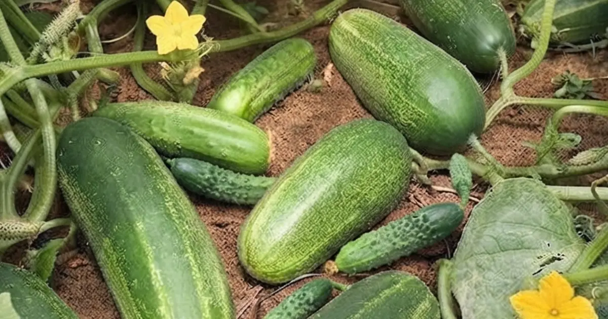 5 Types of People Who May Need to Limit or Avoid Cucumbers