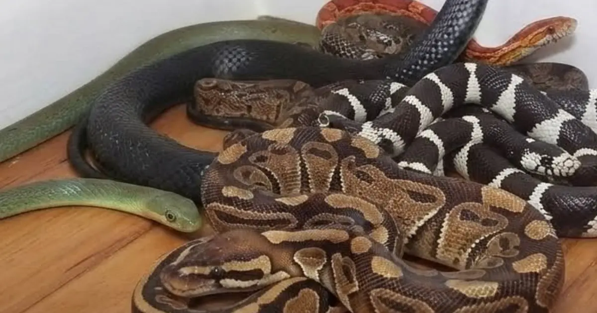 8 Smells That Snakes Absolutely Hate