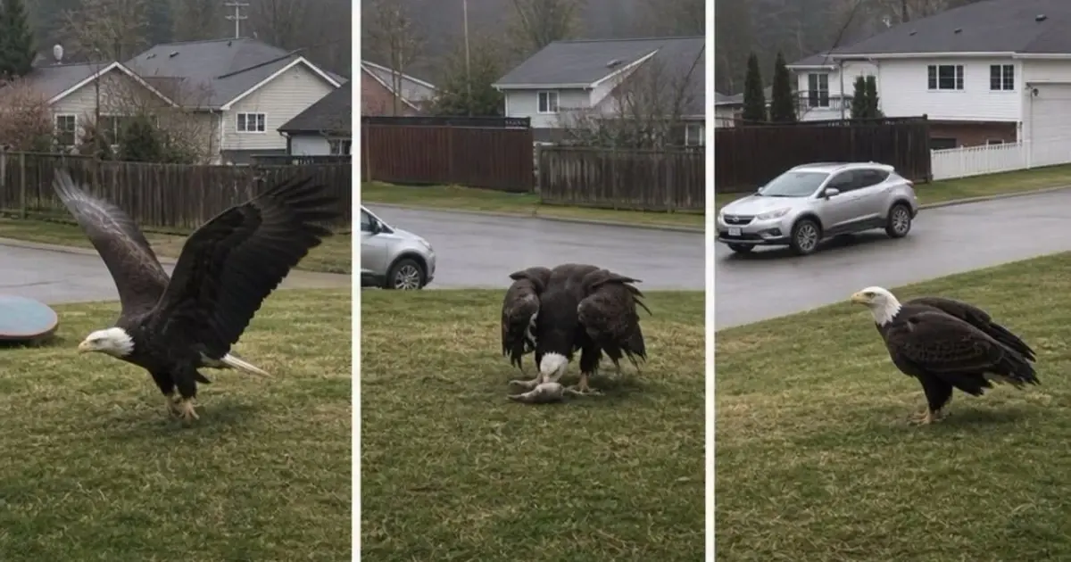 Giant Eagle Caught in a Residential Neighborhood — What Really Happened?