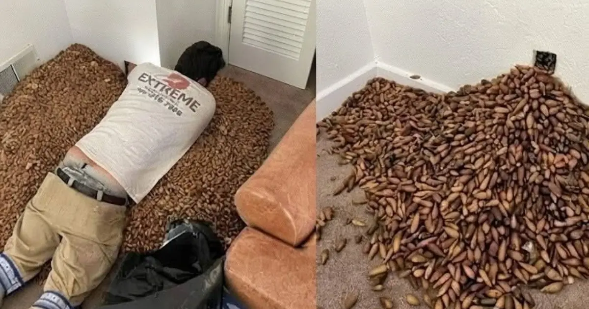 A man smells a strong smell in his house, when he finds out that he opens the wall he finds...