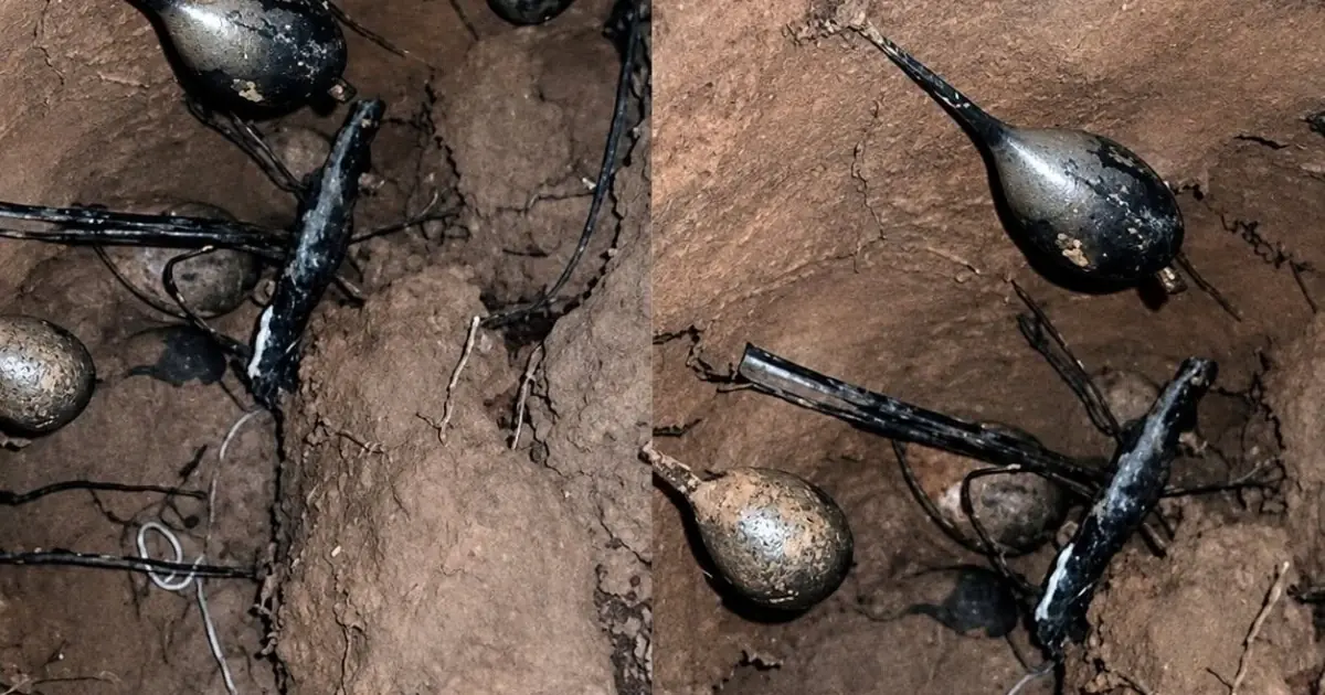I Was Digging in the Forest When I Hit a Nest — Why My Friends Told Me to Leave Immediately