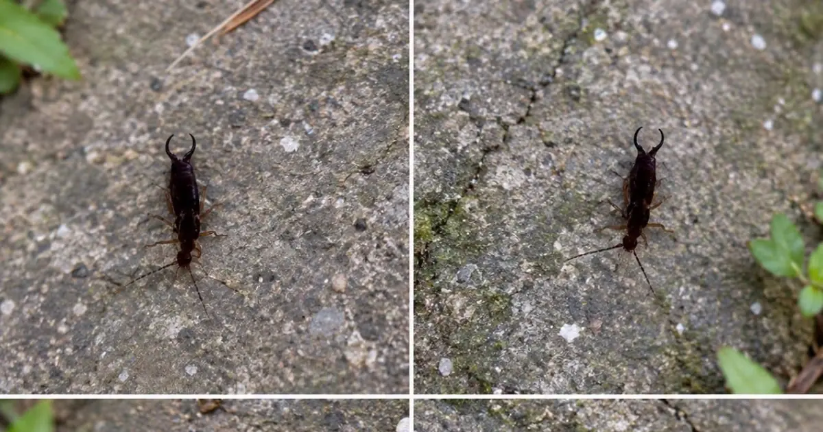 Warning! If you’ve spotted this insect in your home, it’s a sign you need to…see more...