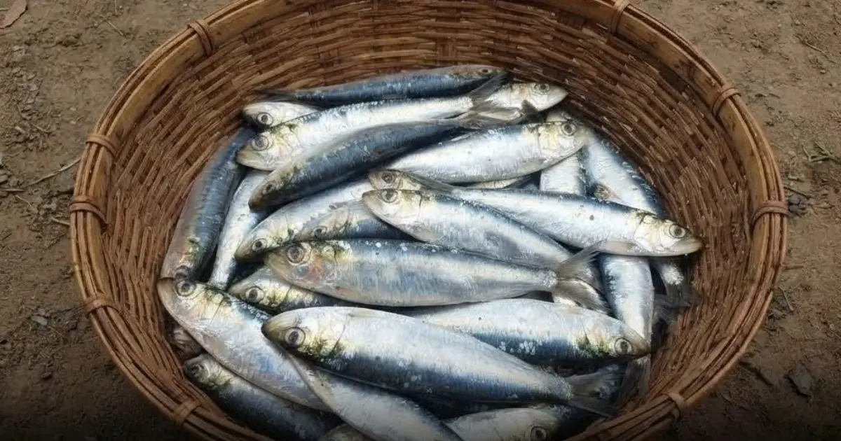Looking for a Salmon Alternative? This Budget-Friendly Fish Is Packed With Protein...