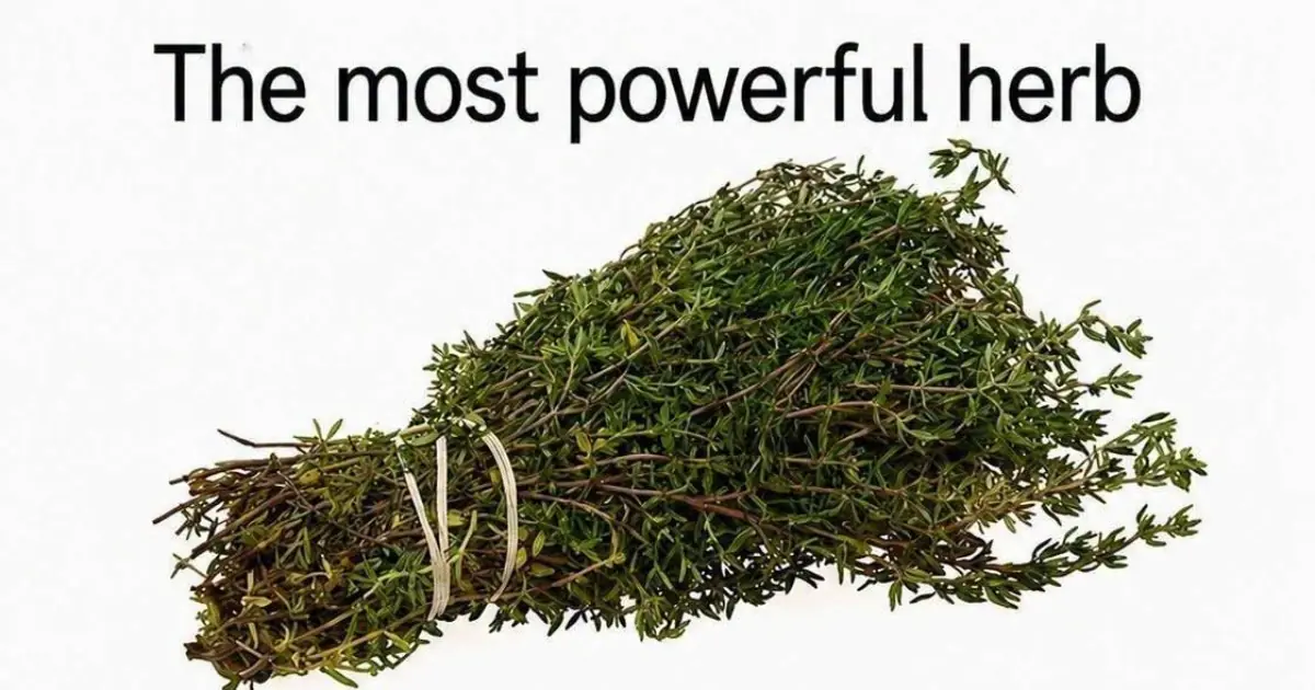 Can One Herb Really Destroy Parasites and Fight Urinary Tract Infections? Here's What the Science Says
