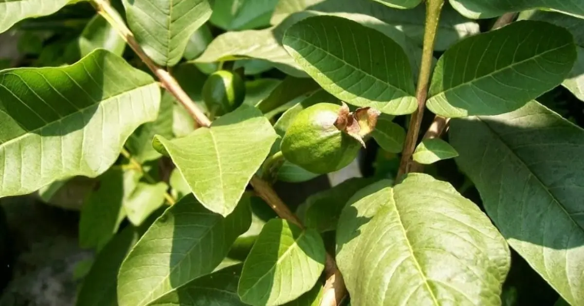 Mango Leaves, Cinnamon, and Guava Leaves: What Their Natural Compounds May Offer