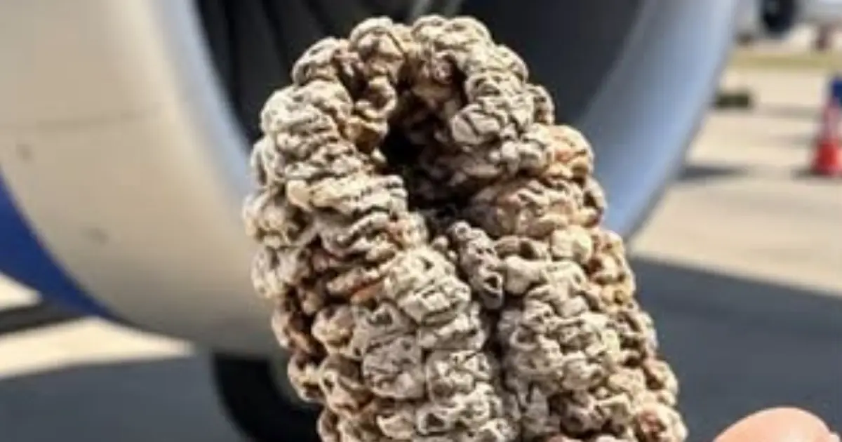 I Found a Strange Rock-Hard Object in an Airplane’s Cargo Pit - Does Anyone Know What It Is?