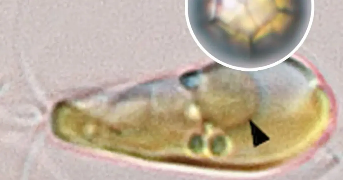 Extremely Rare Once-in-an-Eon Event That Helped Create Earth’s Plant Life May Have Happened Again