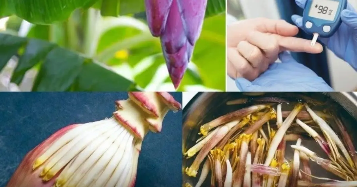 One Natural Remedy You May Not Expect: Could It Support Blood Sugar, Blood Pressure, and Digestive Health?