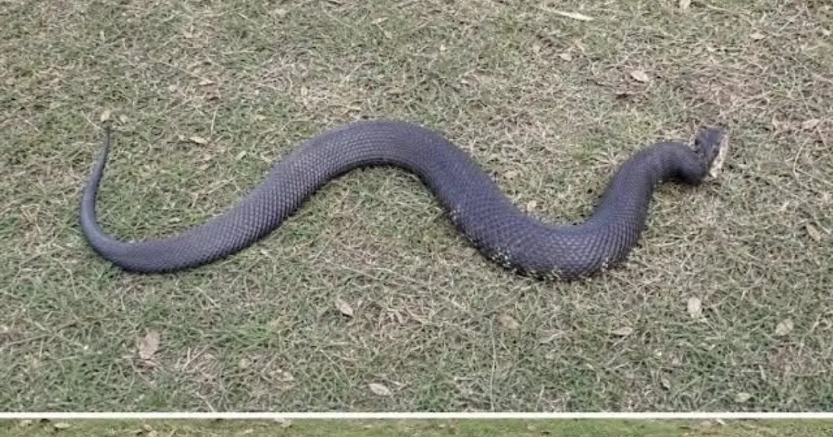 An Unexpected Encounter With a Copperhead Changes a Day in the Woods