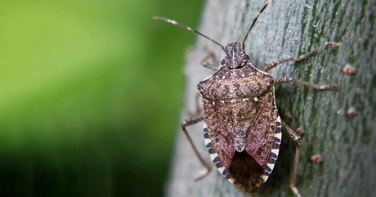 Tired of Stink Bugs? Try This Simple DIY Trick to Keep Them Out of Your Home