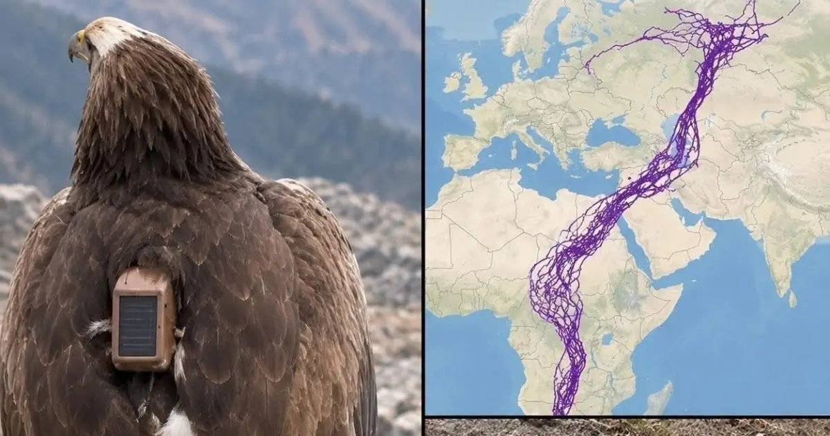 Over 20 years, an eagle equipped with GPS puzzled scientists: reco….See below 👇