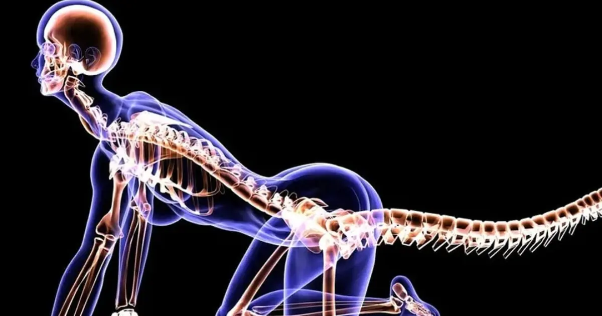 Scientists Have Discovered Why Humans No Longer Have Tails