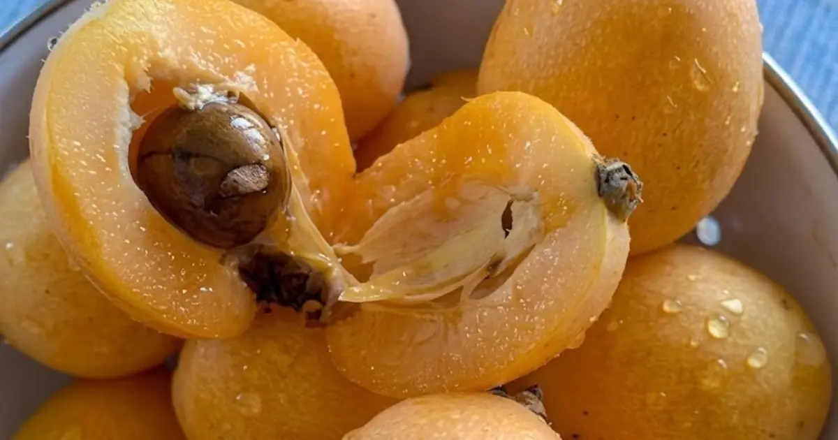 "I've spent my whole life searching for the name of this fruit." Description at the beginning comment