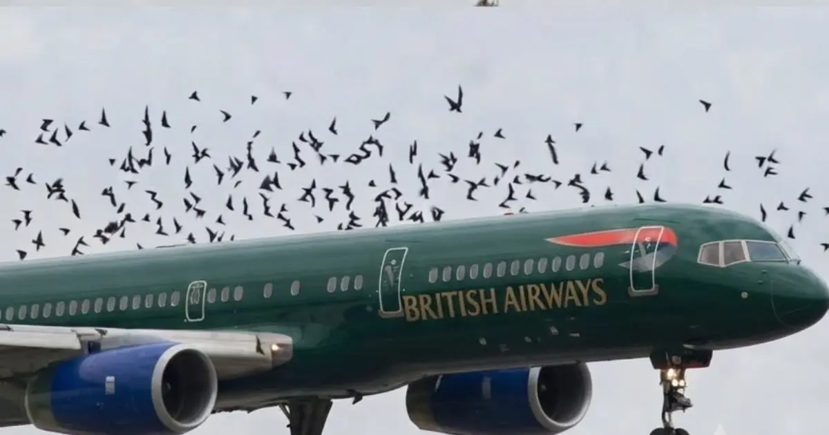 The Pilot Thought the Birds Were Simply Following Him — Until He Discovered the Real Reason They Wouldn’t Leave…